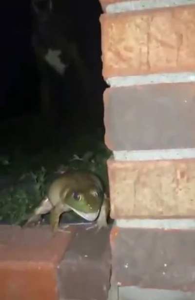 Frog gets lick.