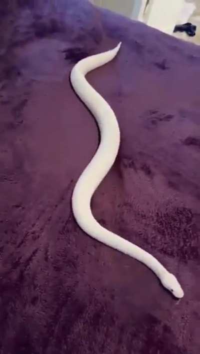Snake on plush blanket