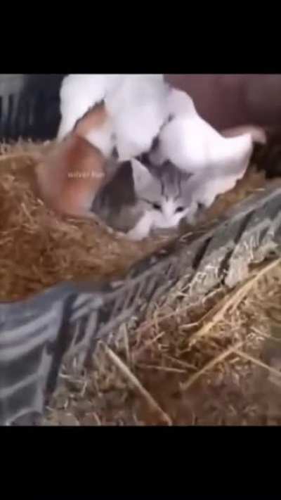 Egg