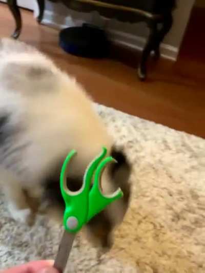 "I have never seen those scissors in my life" - Bailey, 2021
