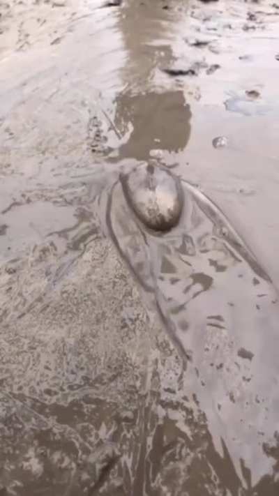 ? Large octopus moving into a hole on the beach