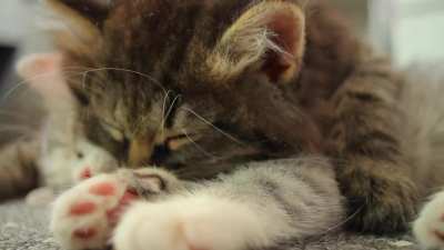 Sleepy kittens. kitten beans ?