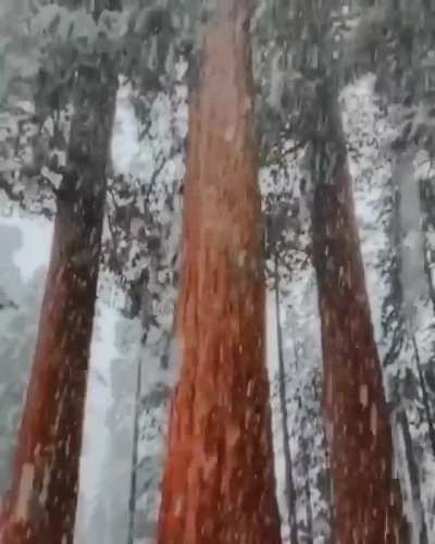 ? Snowfall in Sequoia ?