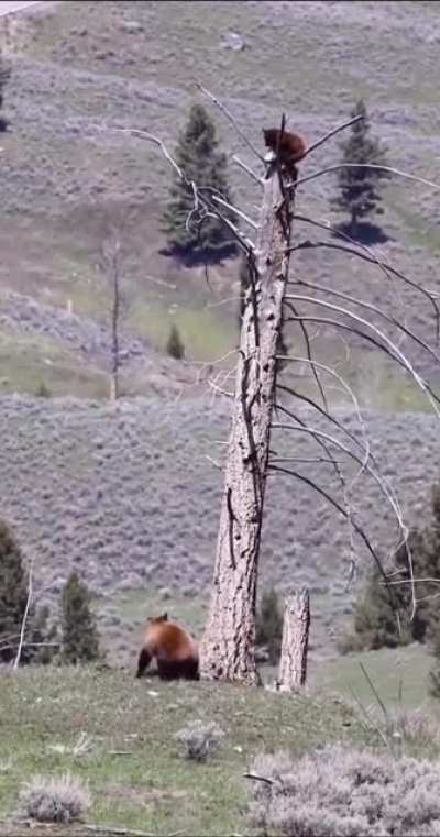 ? Bear survives wolves attack by climbing on a tree
