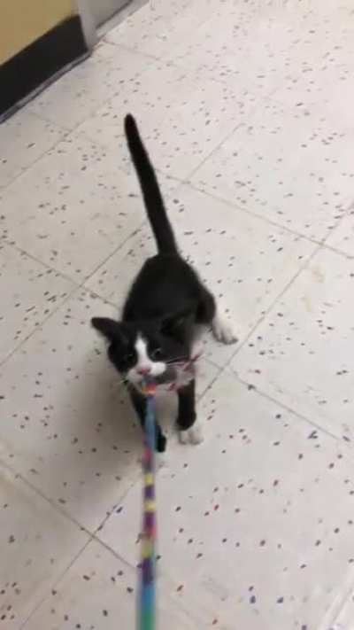 Does growling count? This is Adrian, he’s a sweet boy looking for a home via LOLAs rescue and Petco in Littleton, CO