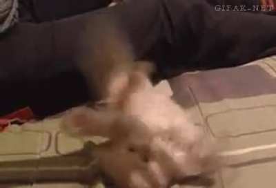 Cat startled by.. what?
