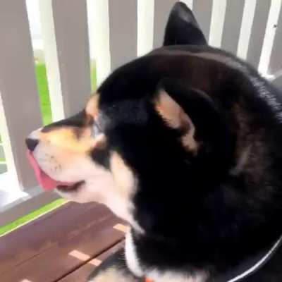 The neighborhood cunt dog barks too much