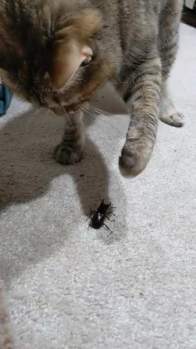 Defender of the house