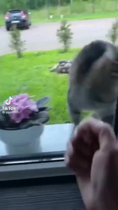 Knock knock