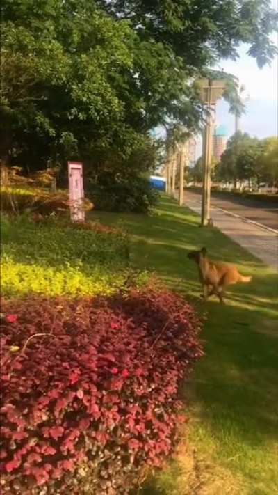 Belgian Malinois majestically leaping over a very long set of hedges
