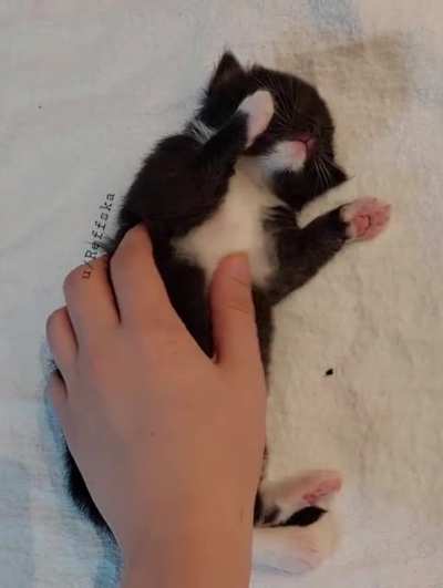 Pet my little Fluff ?