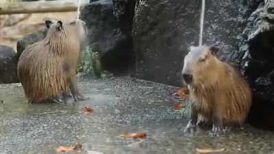 ? Capybaras enjoying a hot spring in Japan ?