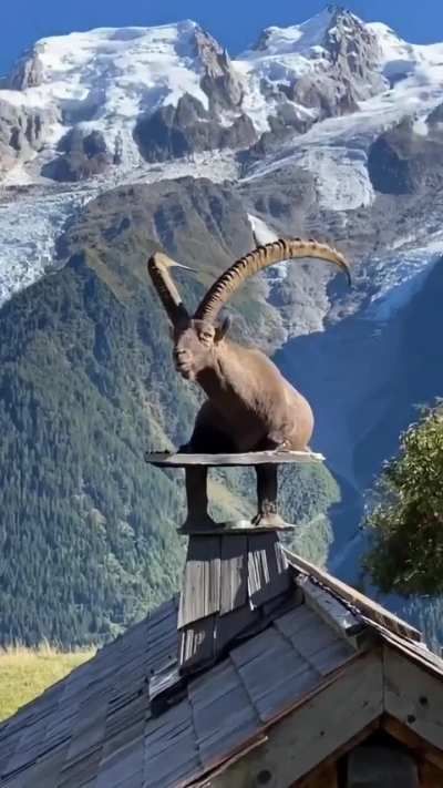 ? ibex living his best life ?