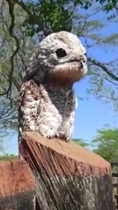 ? Potoo birds are cute and creepy at the same tune