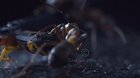 ? Bombardier beetle bombs an ant with its hot noxious liquid