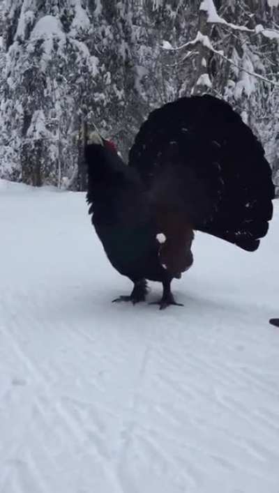 ? Cross country skier encouters a capercaillie near St. Moritz