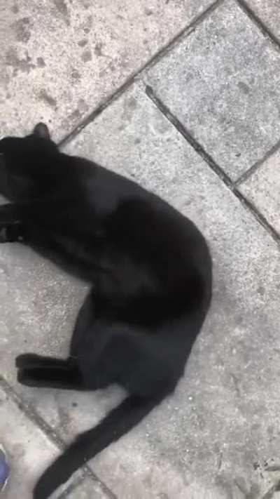 My father sent me this video of the cat