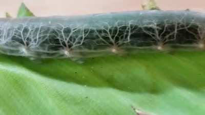 ? The veins in this clear-skinned Caterpillar