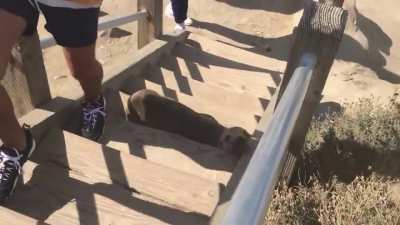 CHONKY Seal don’t care about your steps