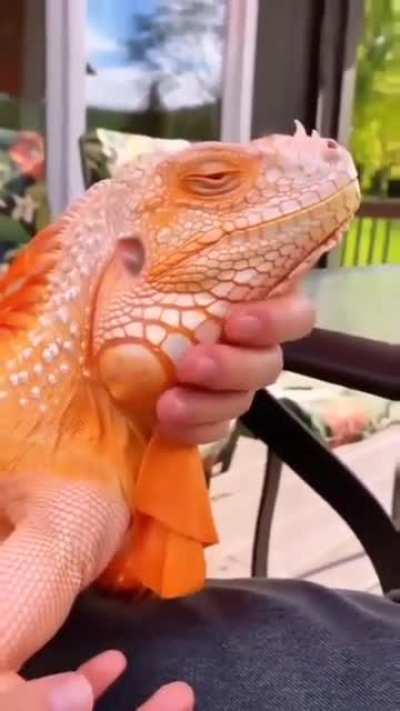 ? Orange Iguana