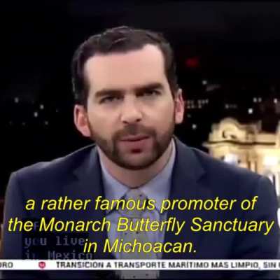 What could happen if you defend butterflies in México