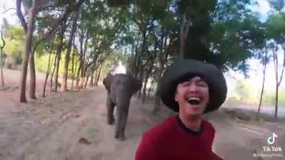 playing chase with an elephant