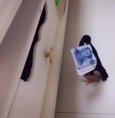 Such a cute bird