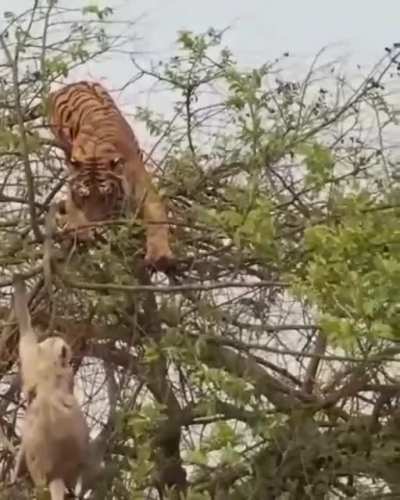 to hunt the monkey.