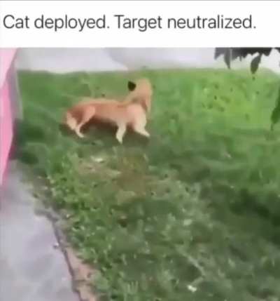Agent meow meow 7