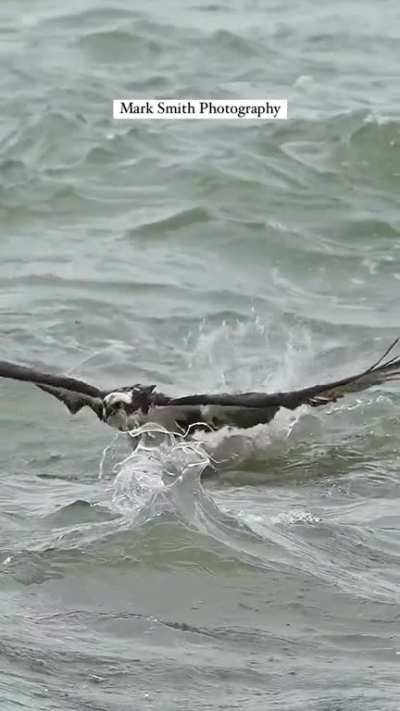 ? This might be one for the record books. This bird gets pulled under 3 times but manages to get out of the water with a massive pompano in tow.