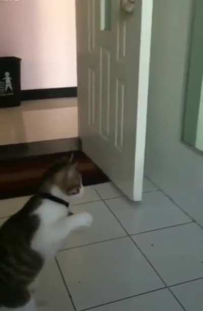 Meow Tyson trains