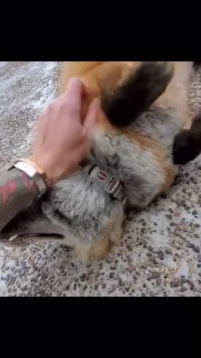 What a cute little fox