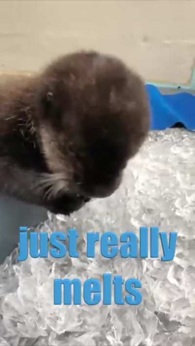 Professional Ice Inspector