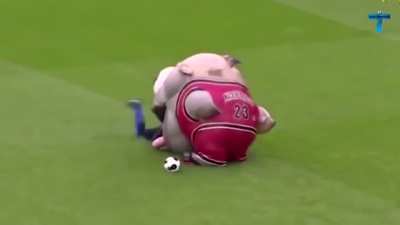 You messed with the wrong mascot!