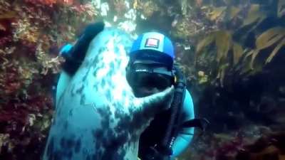 ? A seal approaches a diver and hugs him