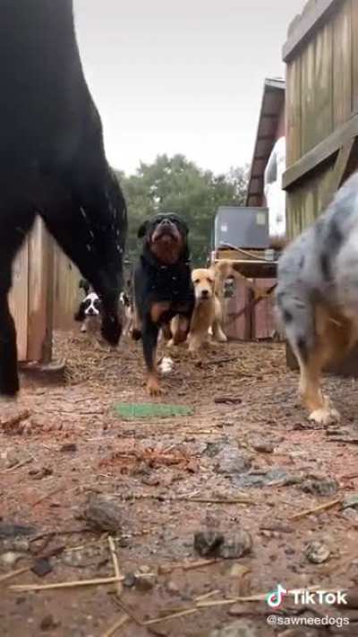 Stampede!