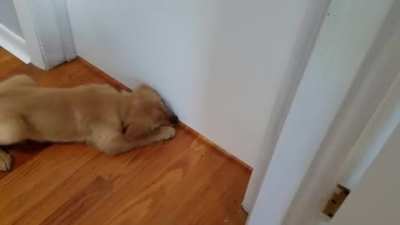 The cat is entertaining the puppy