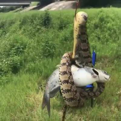 To catch a fish
