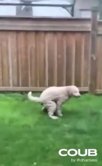 To poop in peace
