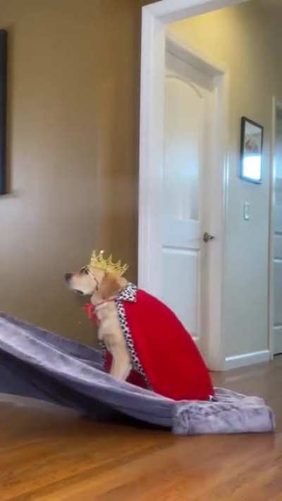 Taking "King of the house" a whole new step