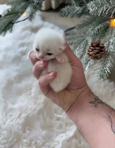 A Christmas present