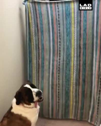 Scaring your dog.
