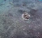 ? Octopuses can fit through the smallest of holes
