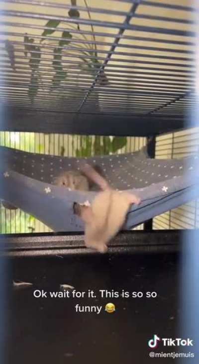Get in the hammock dummy!