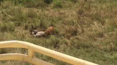 ? Mother Zebra Kicks Lion to Save her Foal