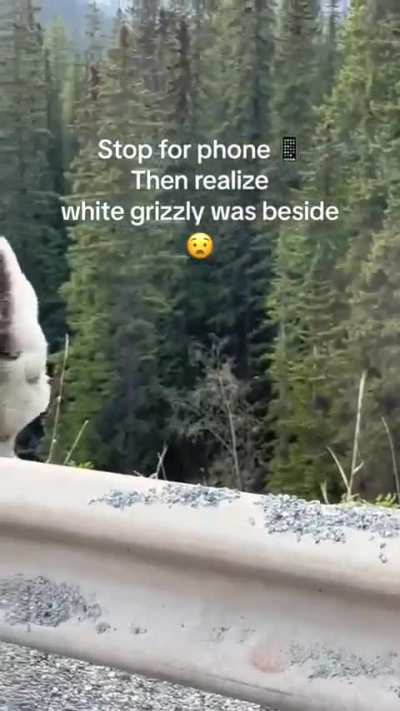 ?The White Grizzly