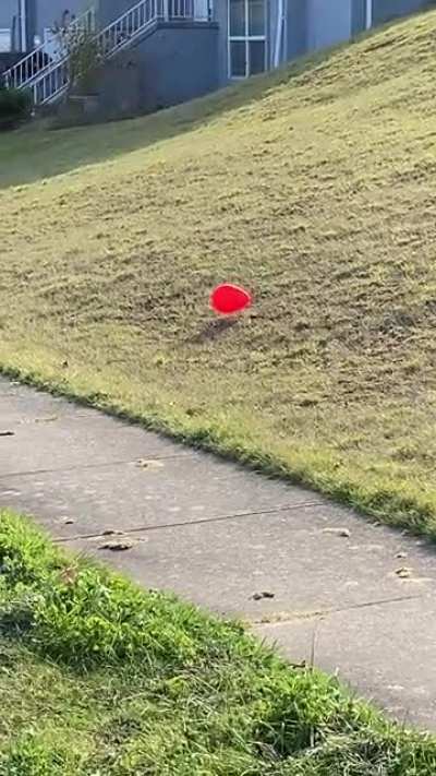 This seems a bit suspicious. Not going for a walk anymore.