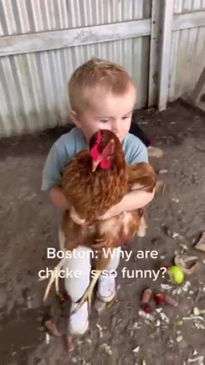 Why are chickens are so funny? ?