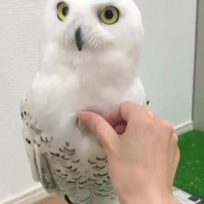 How insanely fluffy a snowy owl is: