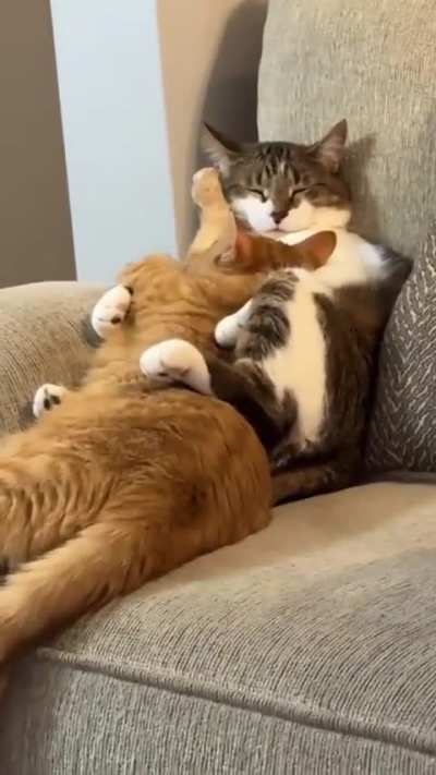 May your Sunday be full of chips, cats and cuddles